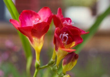 {{brizy_dc_image_alt imageSrc=